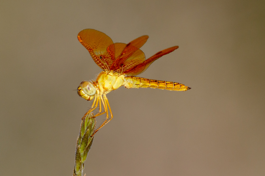 Mexican Amberwing