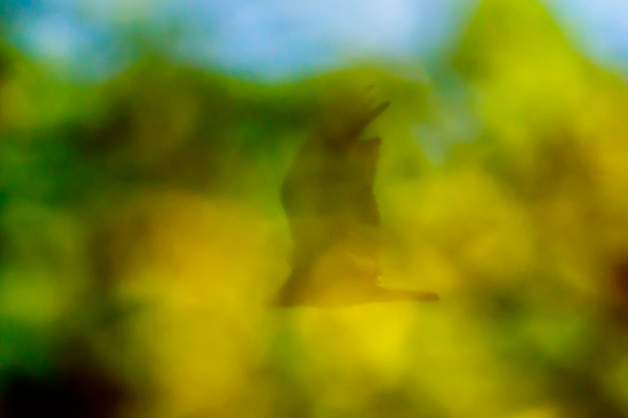 Turkey Vulture