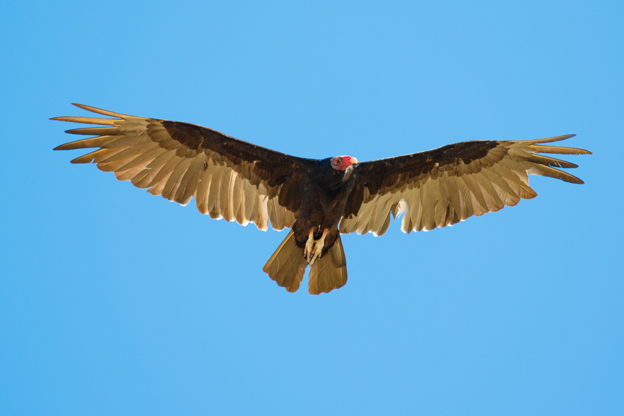 Turkey Vulture