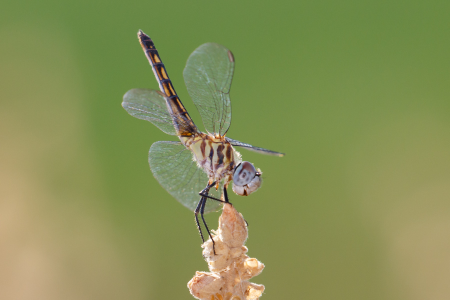 Blue Dasher