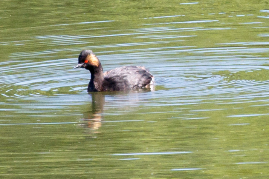 Eared Grebe