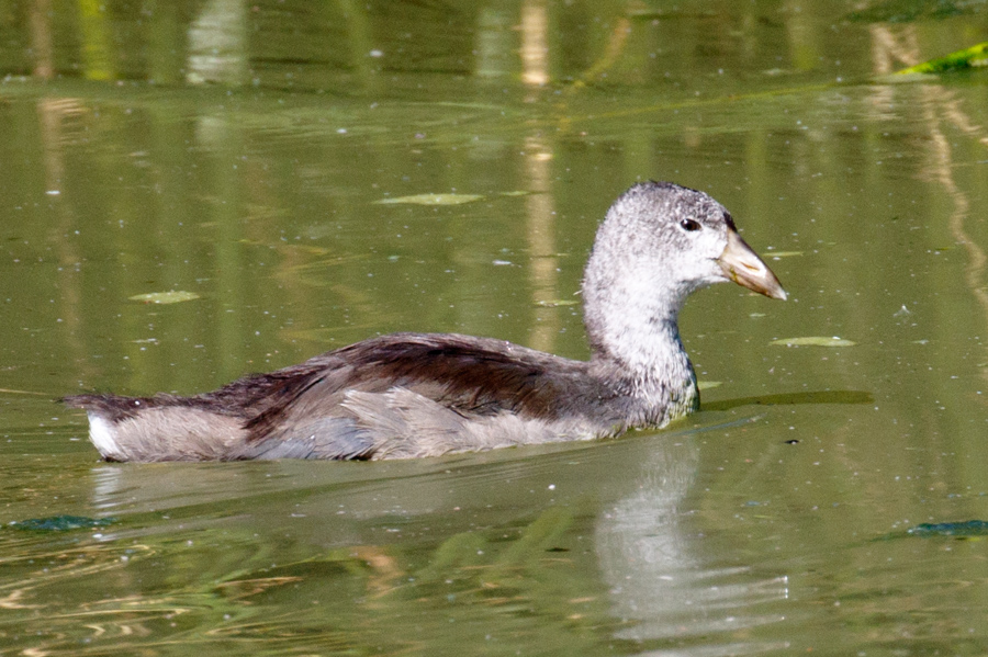 American Coot