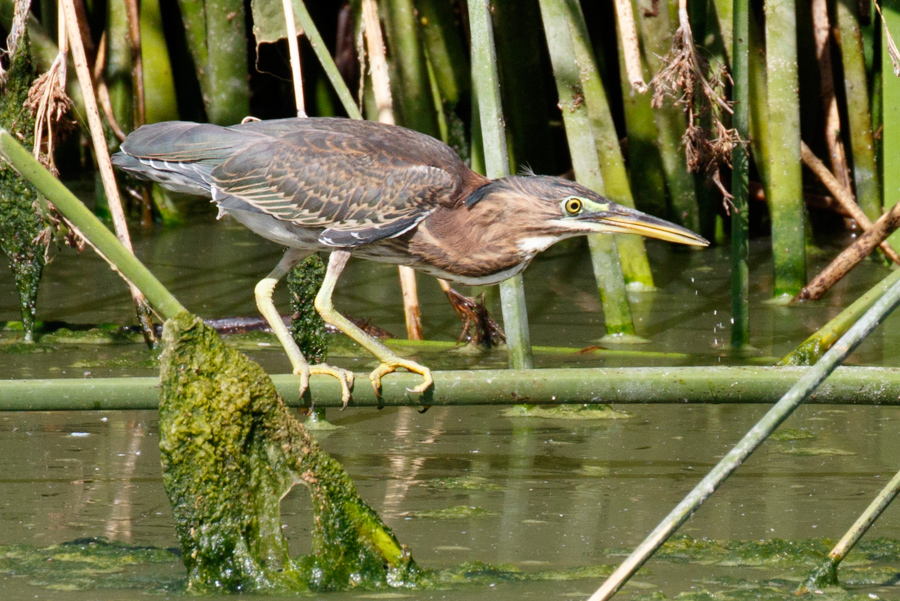 Green Heron