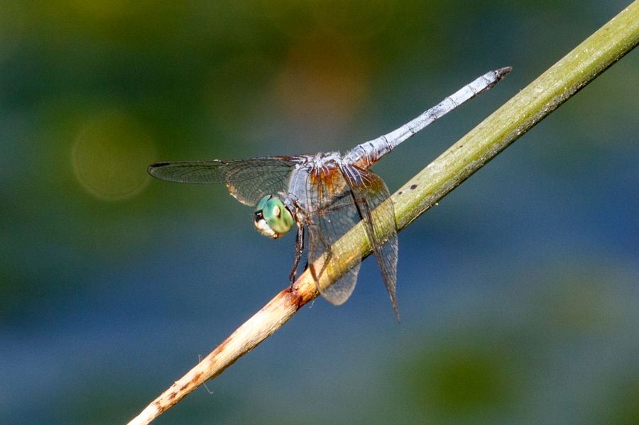 Blue Dasher