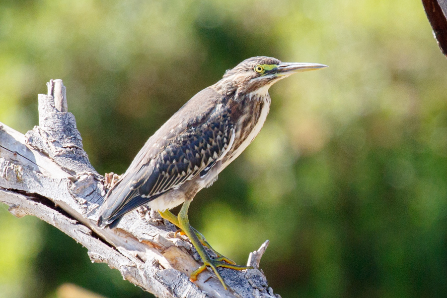 Green Heron