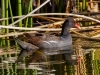 Common Gallinule