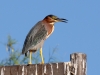 Green Heron