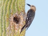 Gila Woodpecker