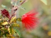 Red Fairy Duster