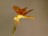 Mexican Amberwing