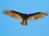 Turkey Vulture