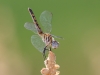 Blue Dasher