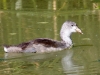 American Coot