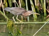 Green Heron