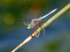 Blue Dasher