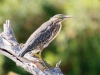 Green Heron