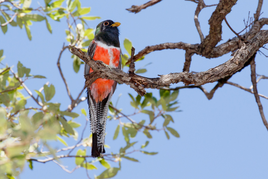 Elegant Trogon