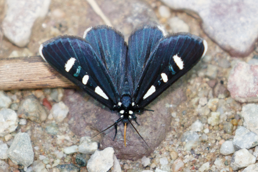 Two-spotted Forester Moth