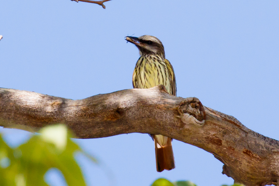 Sulphur-bellied Flycatcher