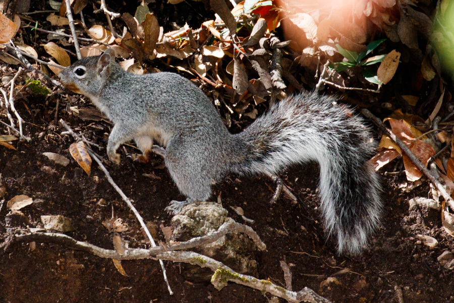 Arizona Gray Squirrel