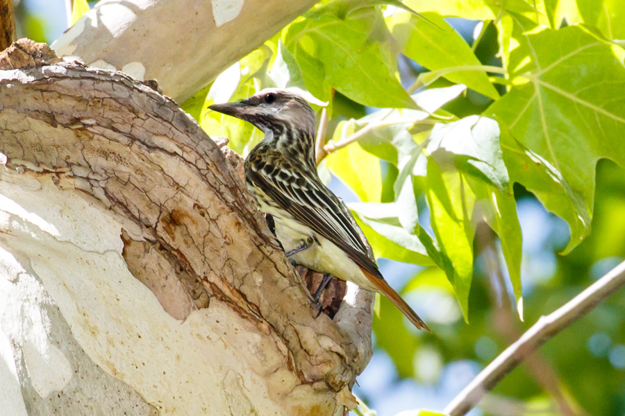 Sulphur-bellied Flycatcher