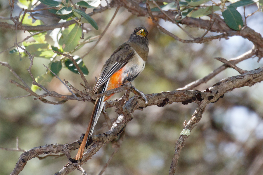 Elegant Trogon