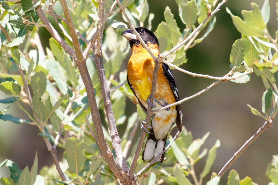 Black-headed Grosbeak