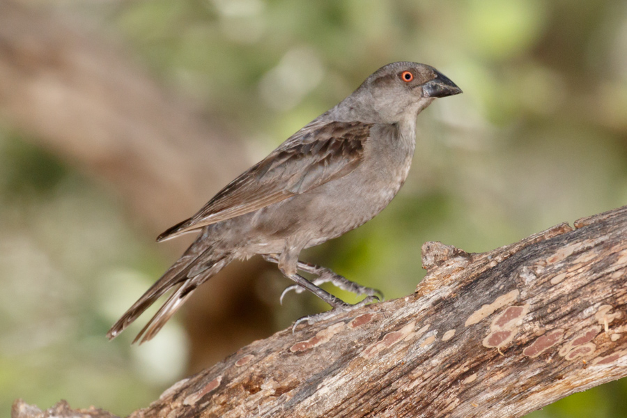 Bronzed Cowbird