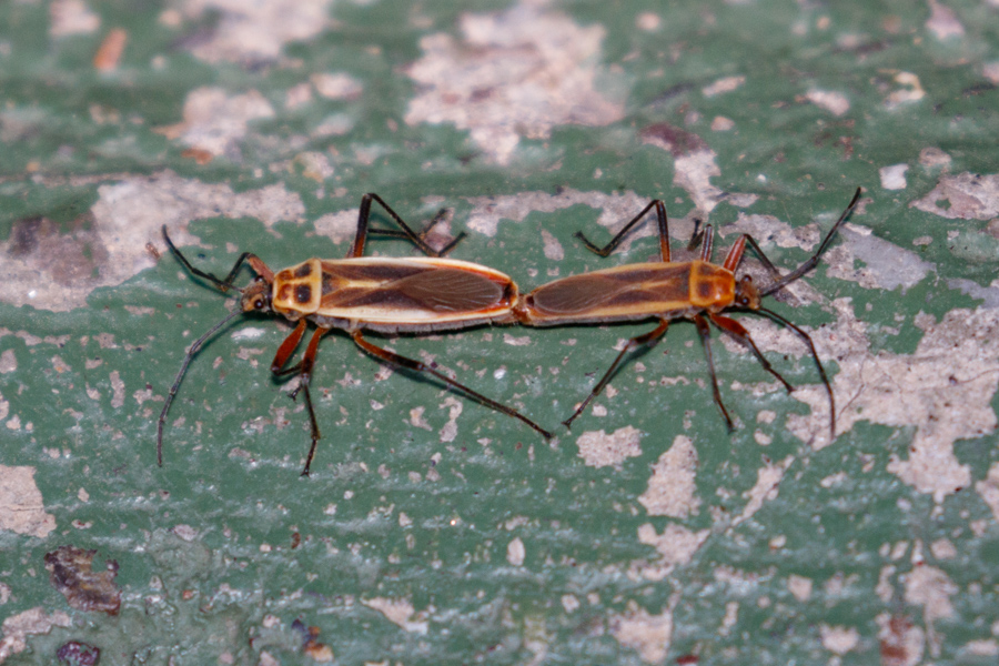 Soldier Beetle