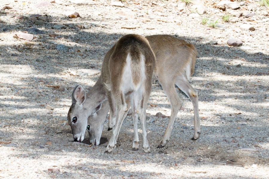 Arizona White-tailed Deer