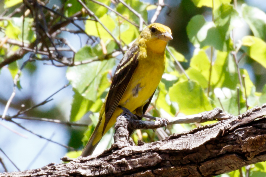 Summer Tanager