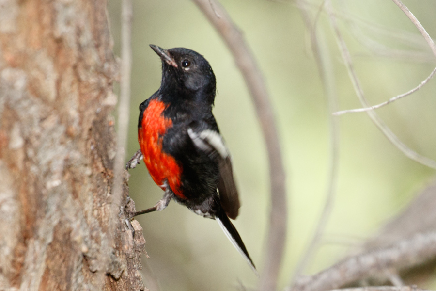 Painted Redstart