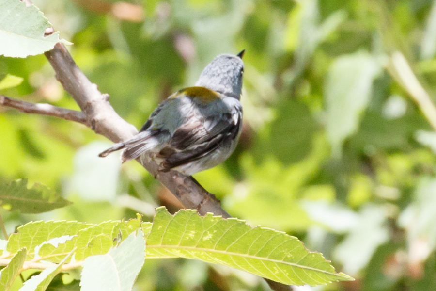 Northern Parula