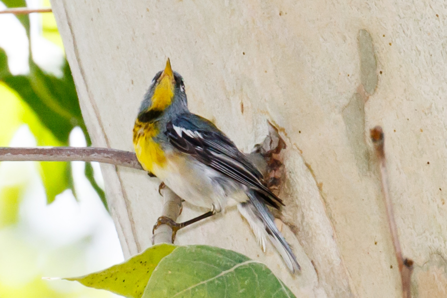 Northern Parula