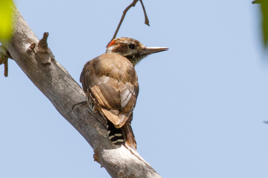 Arizona Woodpecker