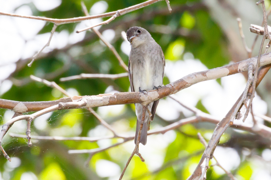 Western Wood-Pewee