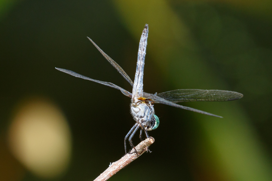 Blue Dasher