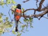 Elegant Trogon