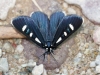 Two-spotted Forester Moth