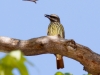 Sulphur-bellied Flycatcher