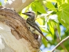 Sulphur-bellied Flycatcher