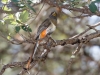 Elegant Trogon