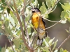 Black-headed Grosbeak