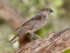 Bronzed Cowbird