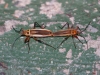 Soldier Beetle