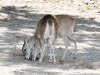 Arizona White-tailed Deer