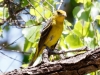 Summer Tanager