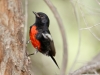 Painted Redstart