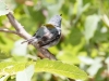 Northern Parula