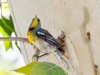 Northern Parula